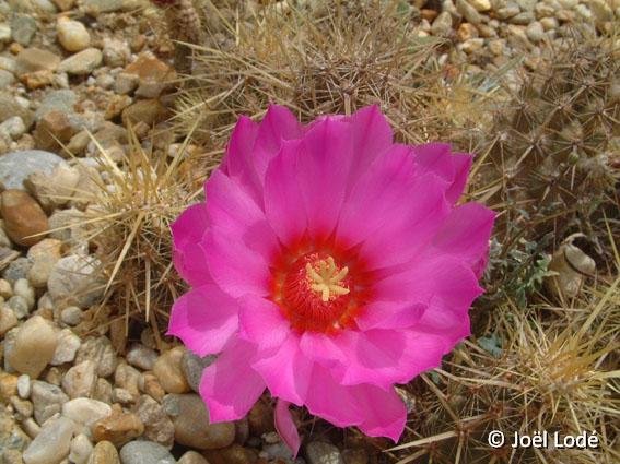 Echinocereus brandegeei JL1078 yellow sp. BC, Mexico JLcoll.1163